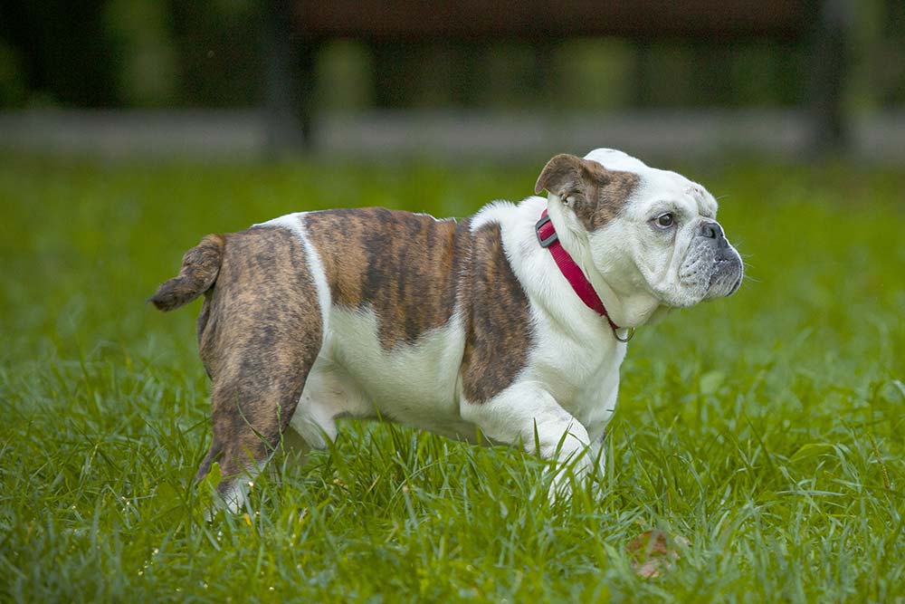 ejercicio bulldog ingles