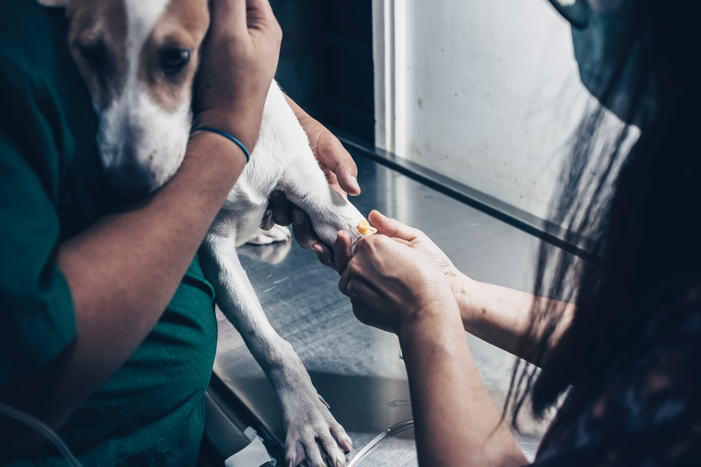 A,Veterinarian,Inserts,An,Iv,Line,Into,A,Sick,Puppy's