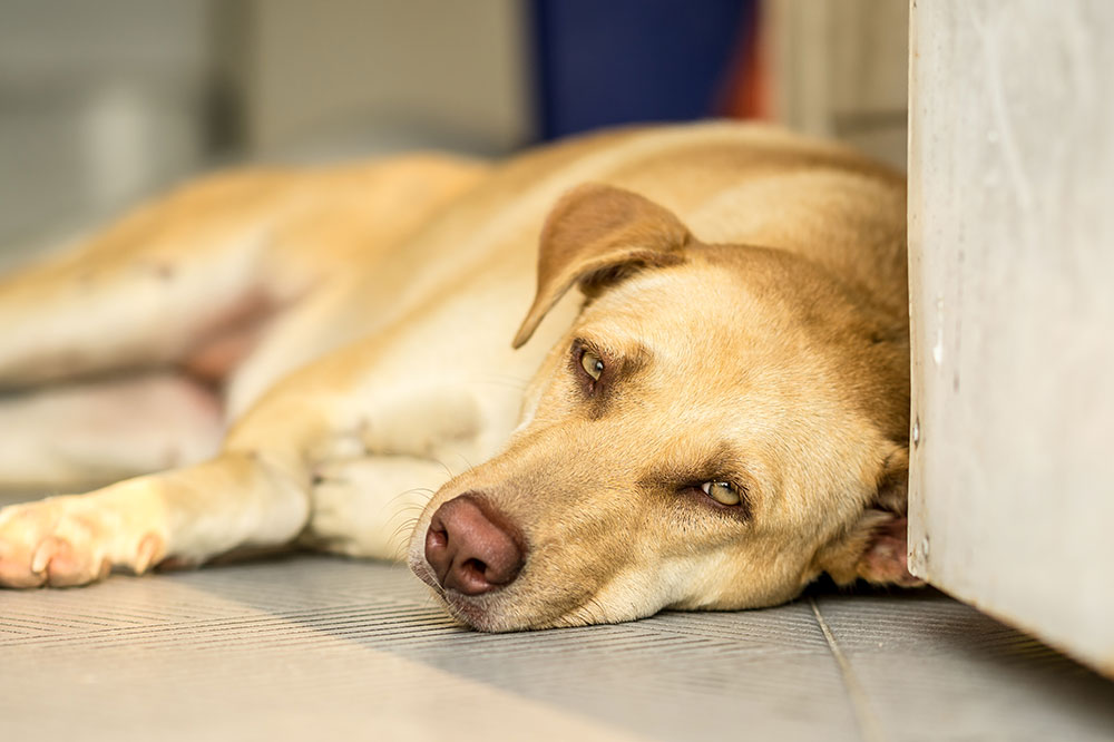 le sang dans lurine du chien dangereux