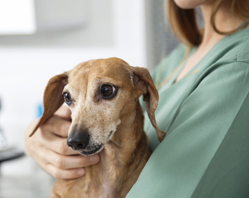 Dachshund,Held,By,Nurse,In,Veterinary