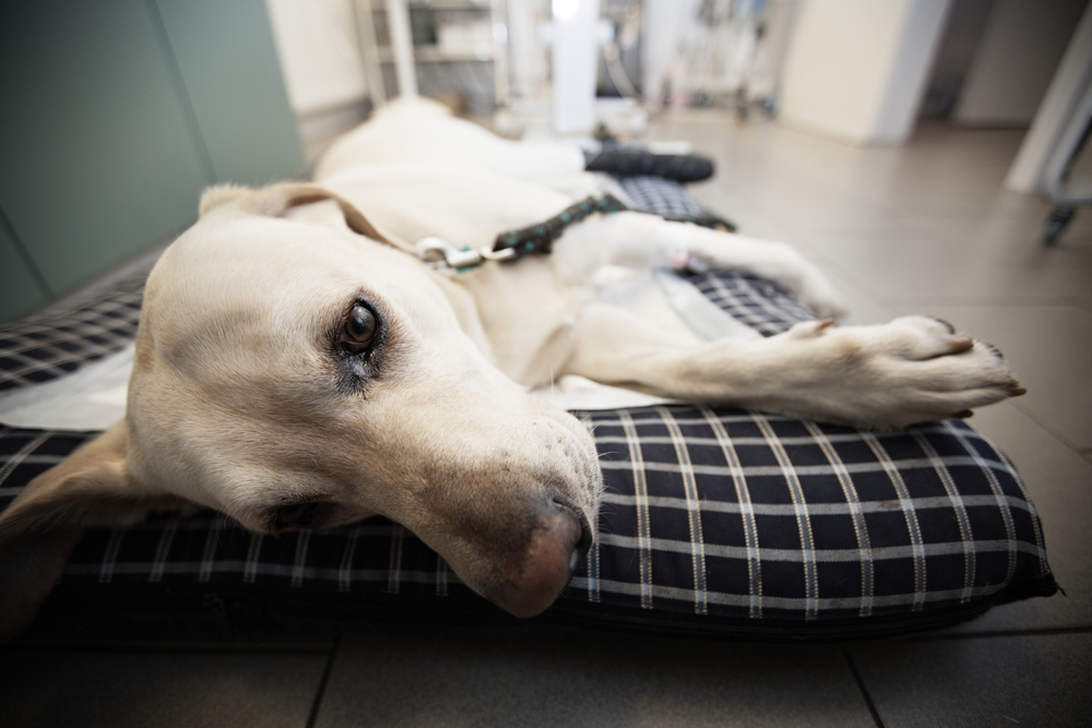Ill,Labrador,Retriever,In,Veterinary,Clinic