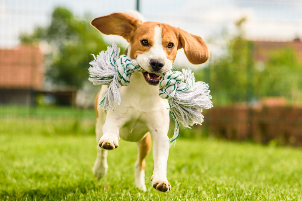 preguntas frecuentes beagle