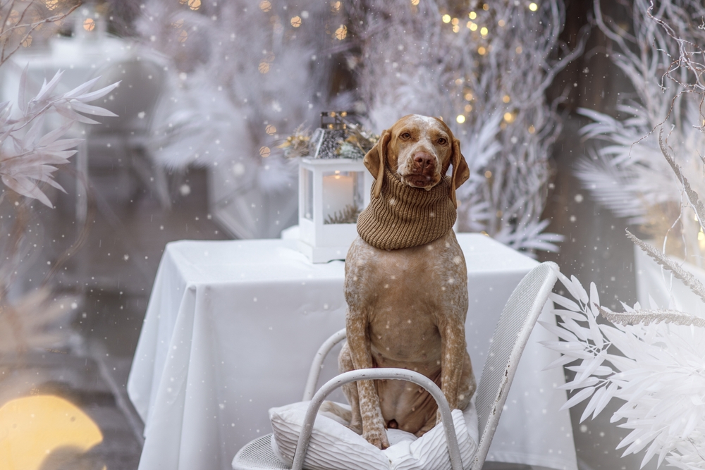 New,Year,And,Christmas,Concept,With,Braque,Du,Bourbonnais,Dog