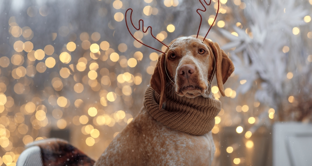 New,Year,And,Christmas,Concept,With,Braque,Du,Bourbonnais,Dog
