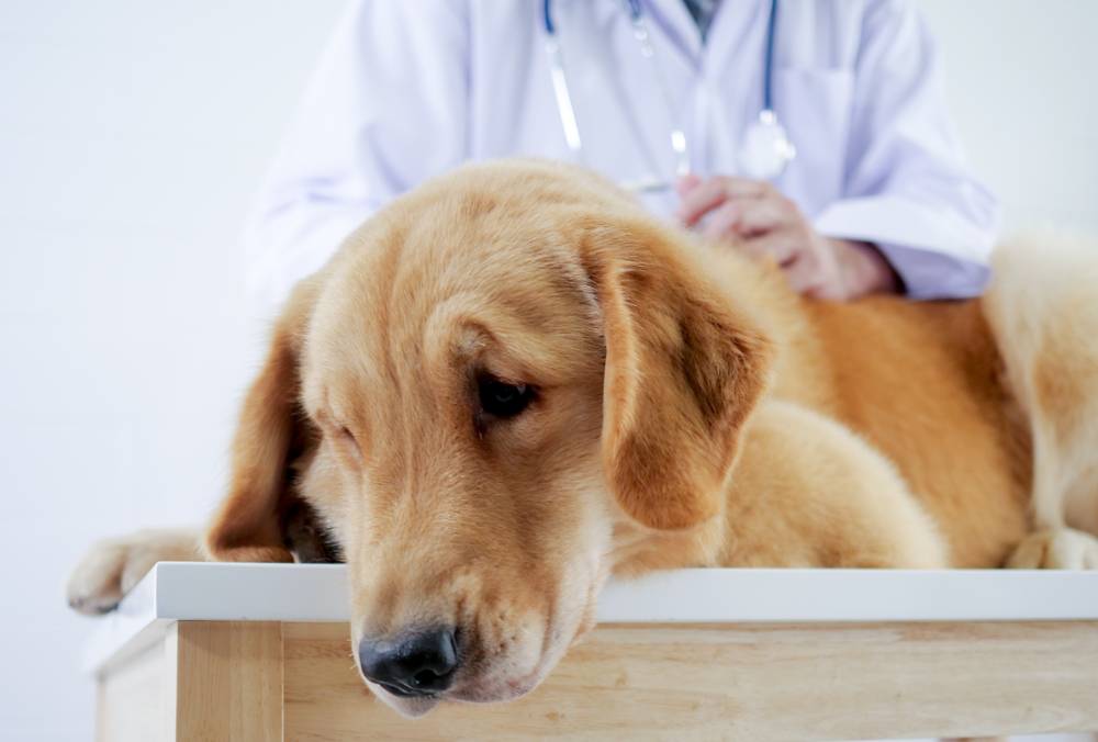 Close,Up,Golden,Retriever,Face,Laying,On,Bed,In,Pet