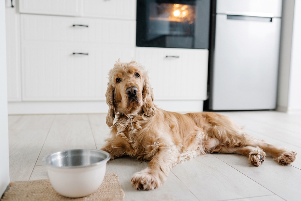 English,Cocker,Spaniel,Dog,Eating,Food,Drinking,Water,From,Metalic