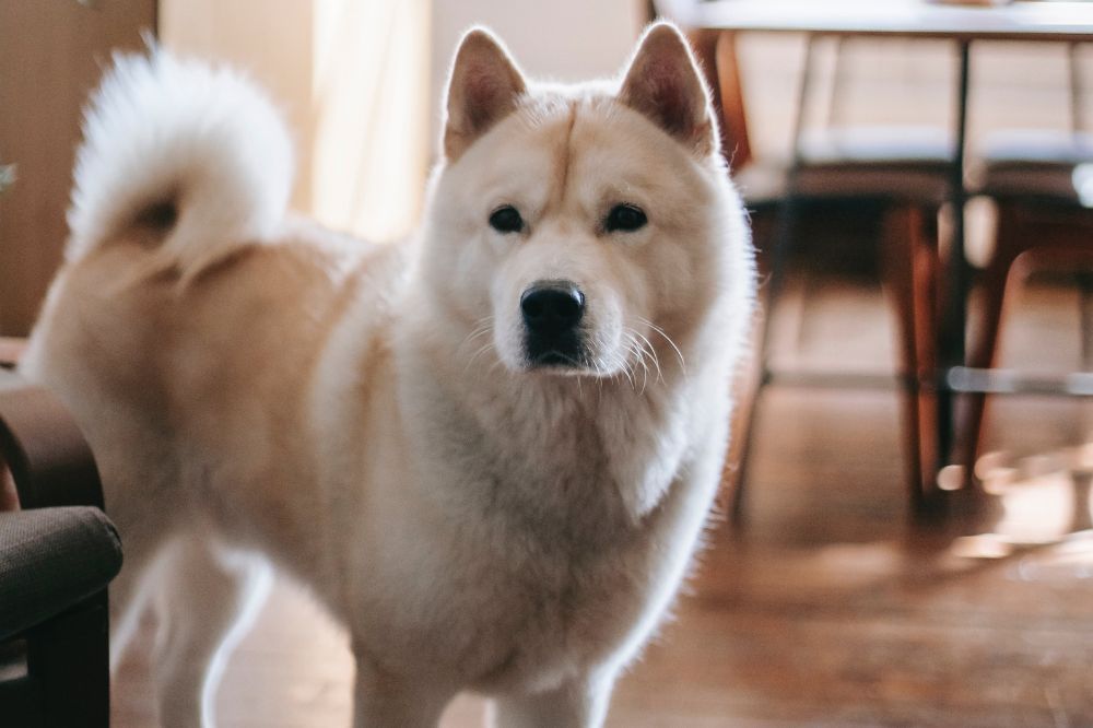 Akita Inu