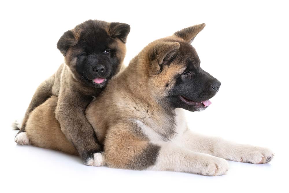 Akita americano caracter