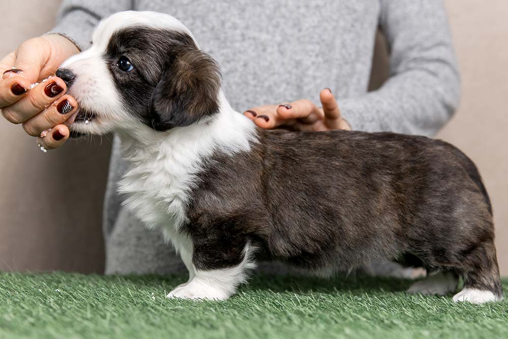 Alimentacion corgi cardigan