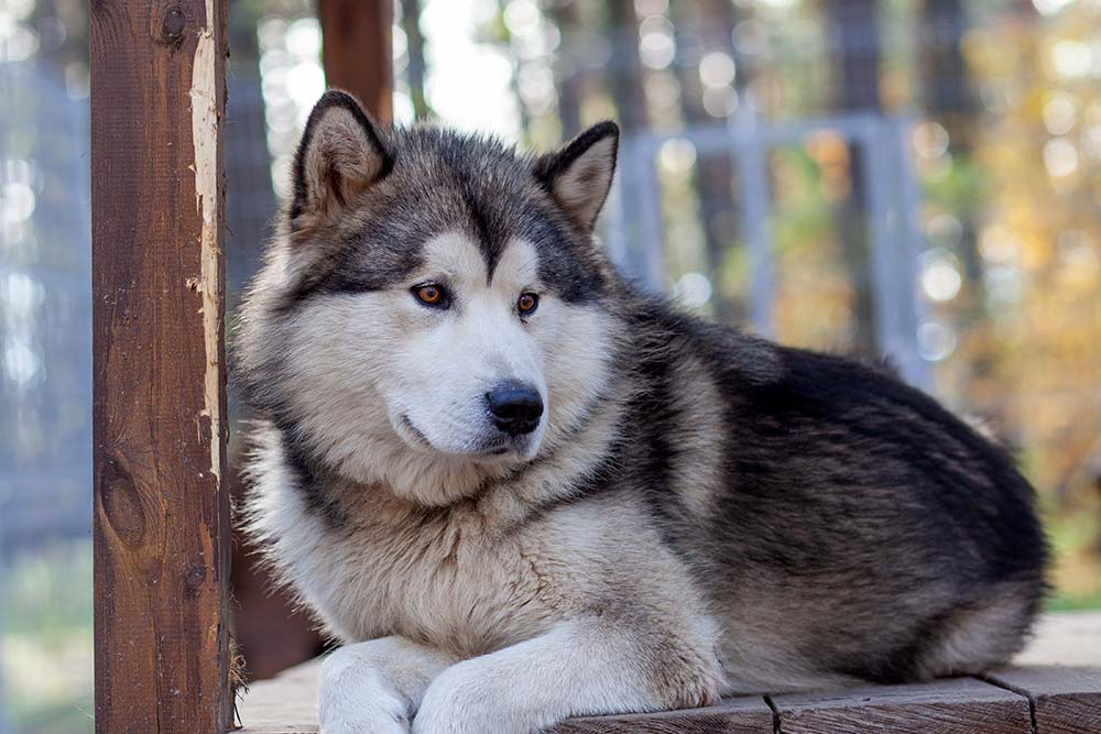 Alimentazione adeguata per Alaskan Malamute