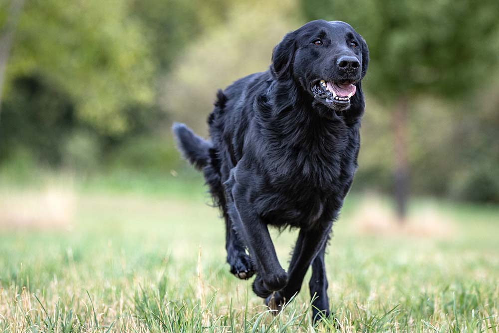Alimentazione del Flat Coated Retriever