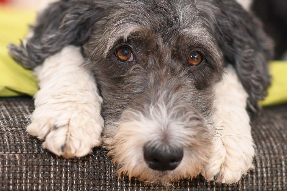 Aussiedoodle aussiepoo problemas