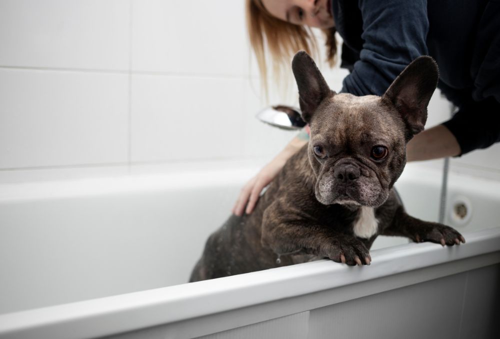 Banando a perros de pelo corto