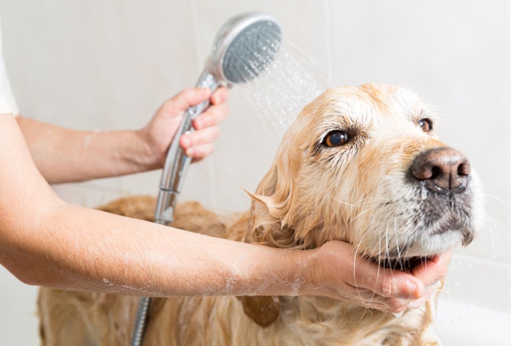 Banando a perros de pelo largo