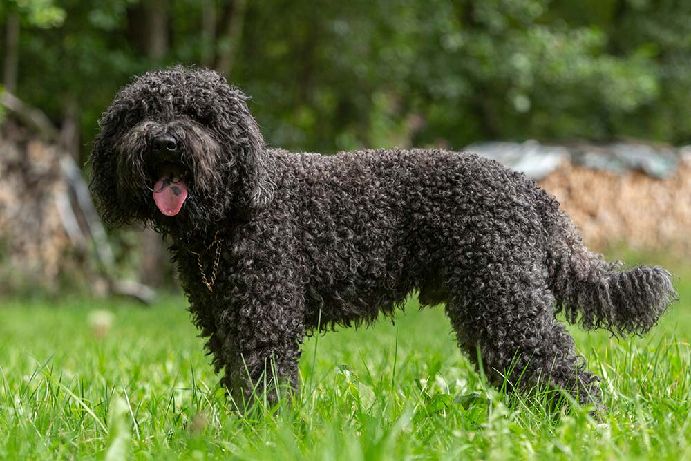 Barbet francese