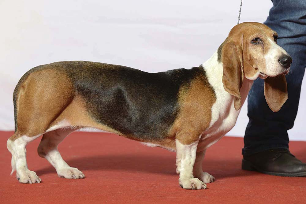 Basset artesiano normando malattie comune