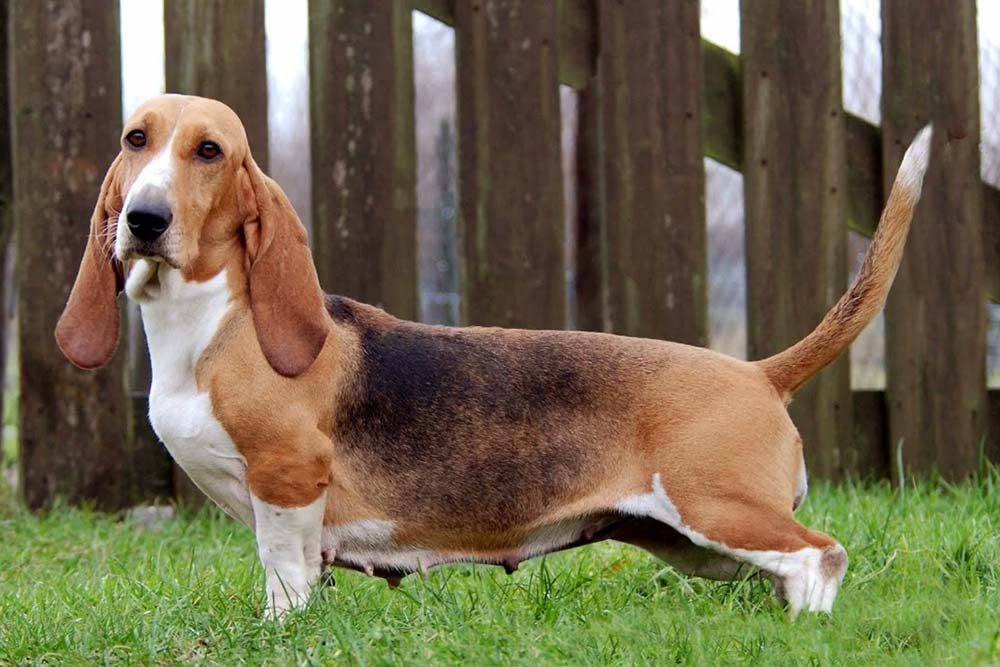 Basset artesiano normano Personalita