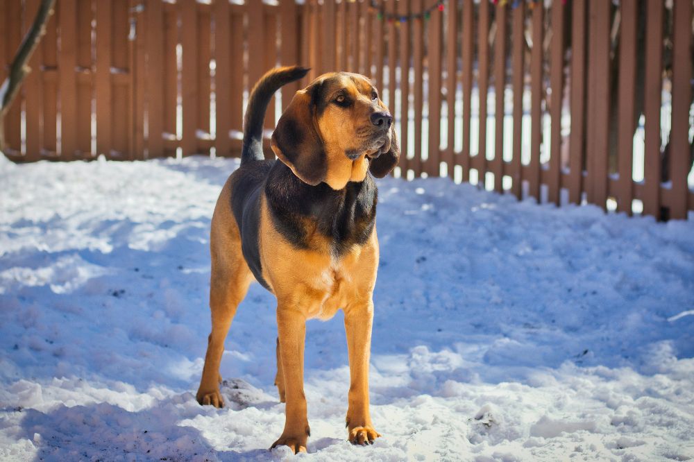 BloodHound