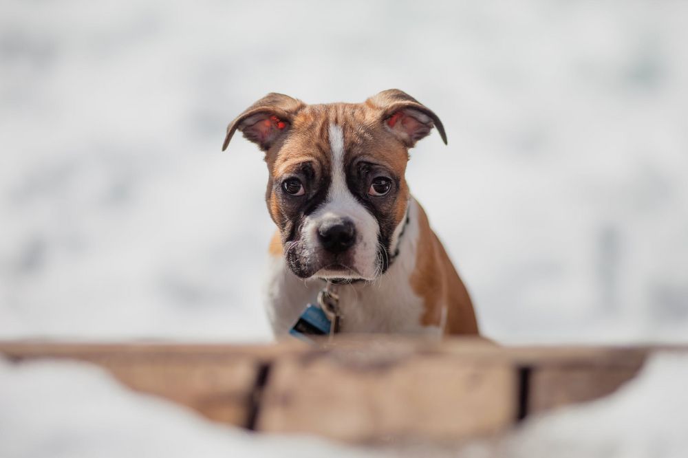 Boxer