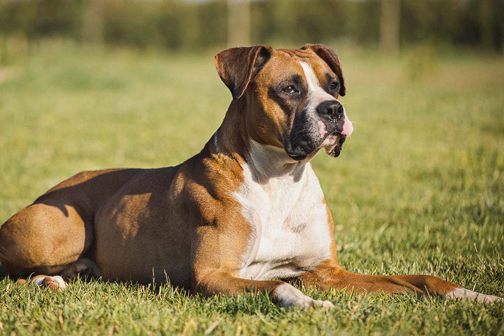 Boxer razze cani piu comuni