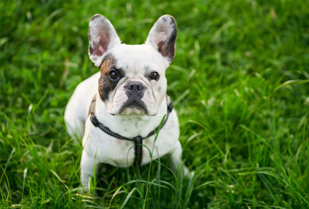 Bulldog Frances