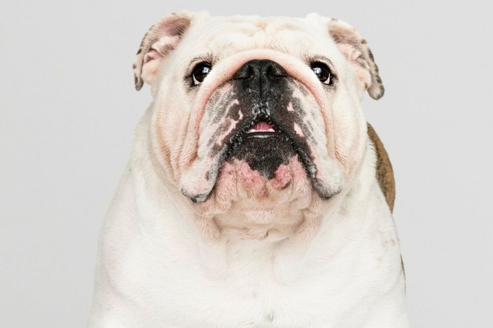 Bulldog Ingles