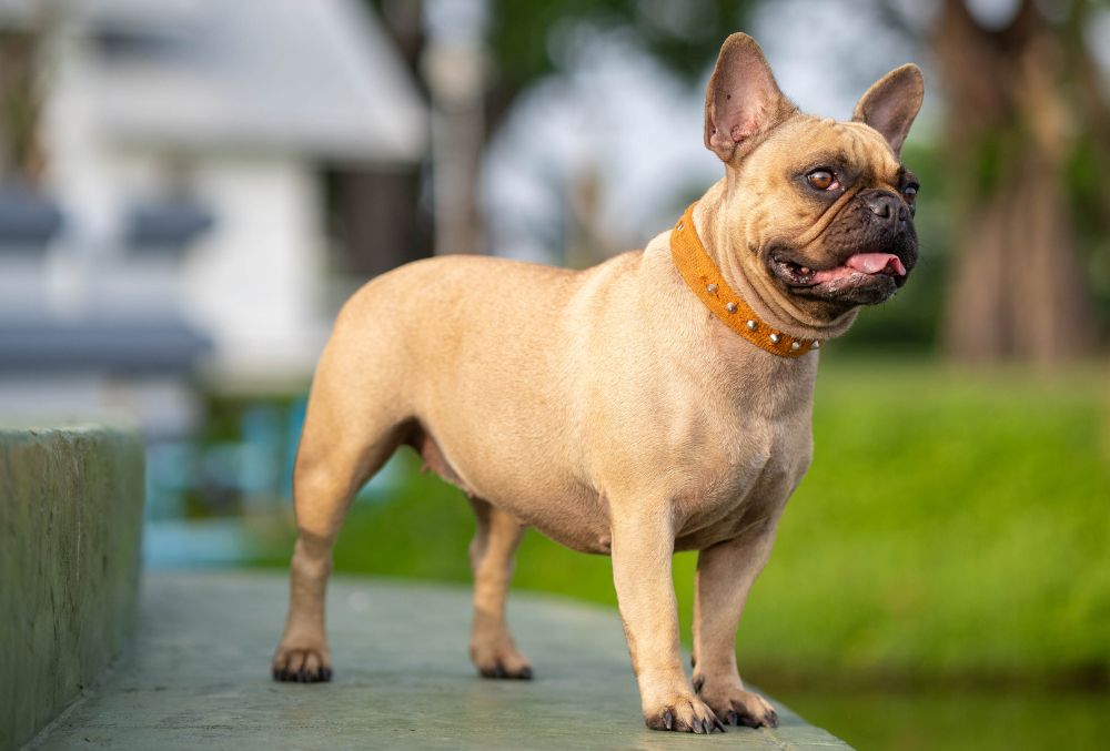 Bulldog frances