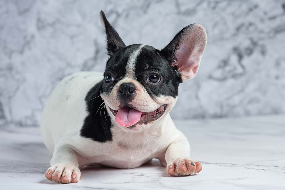 Bulldog francese razze cani piu comuni