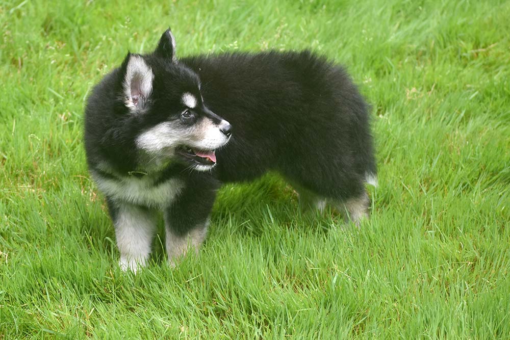 Caracter del Alusky