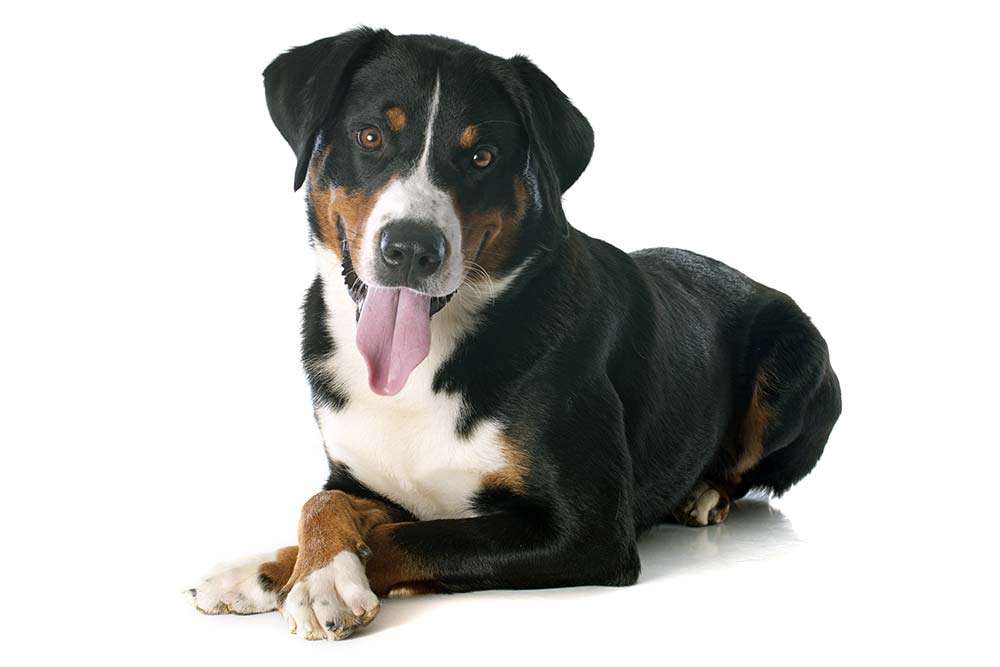 Caracter del Appenzeller