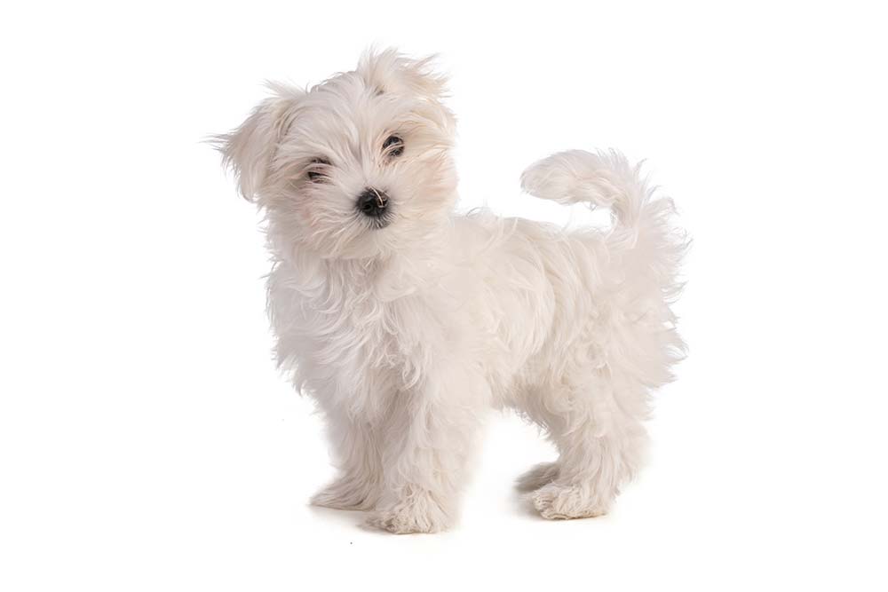 Caracter del Bichon maltes