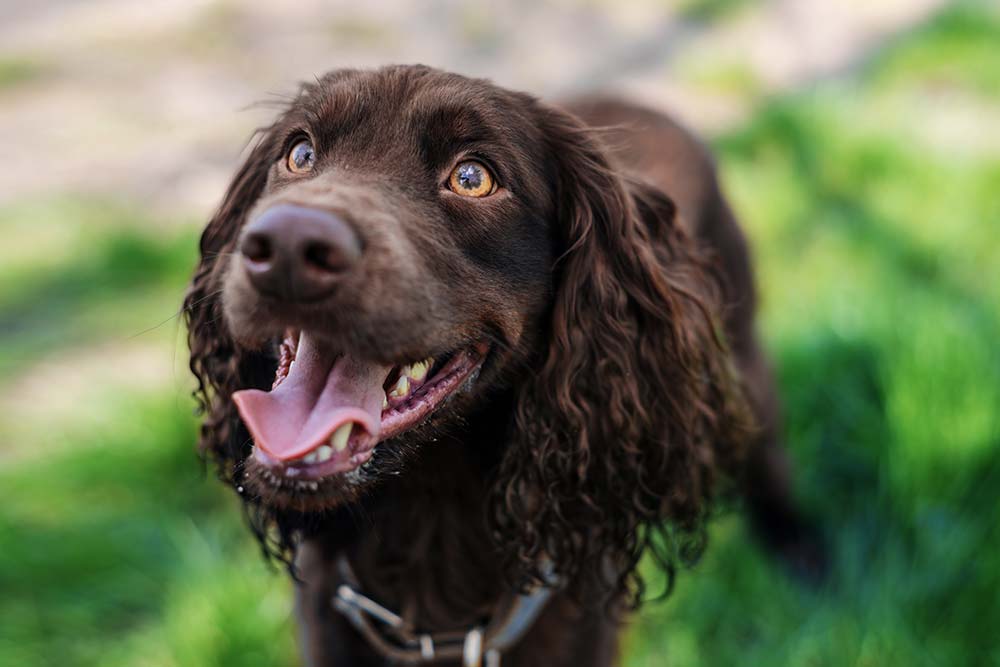 Caracter del Boykin Spaniel