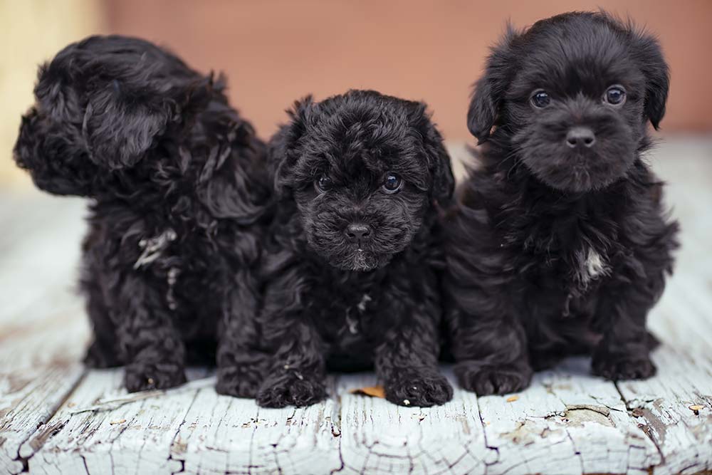 Caracter del Yorkie Poo
