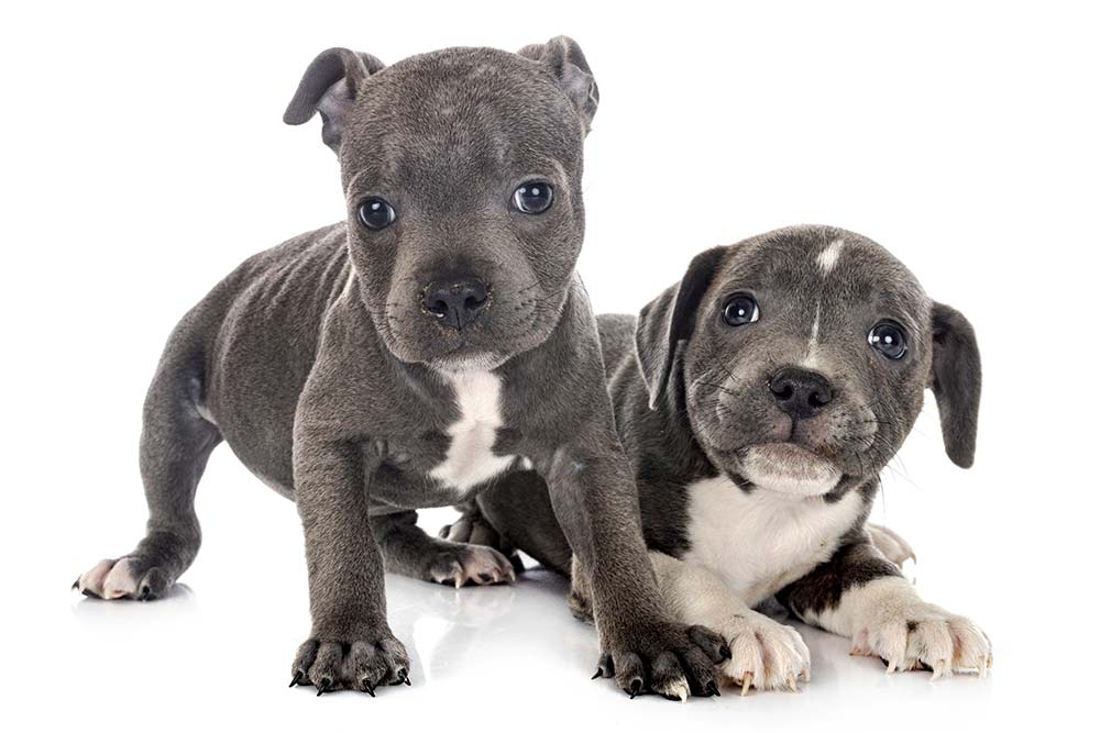 Caracter staffordshire bull terrier