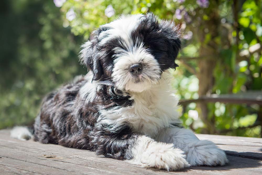 Caracter terrier tibetano