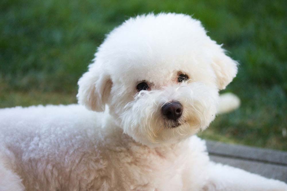 Carattere del Bichon bolognese
