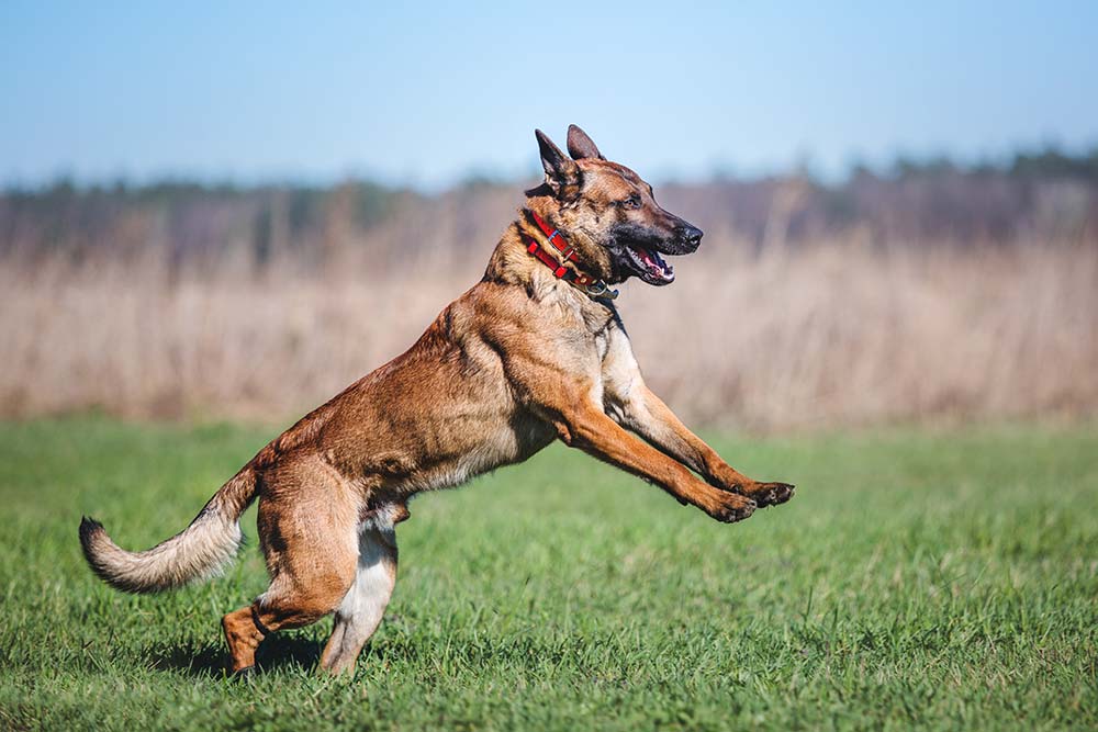 Carattere del pastore belga Malinois