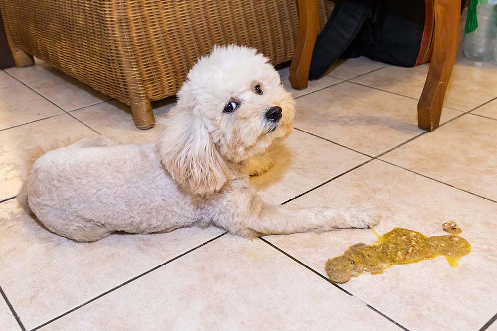 Cause comuni di vomito nei cani
