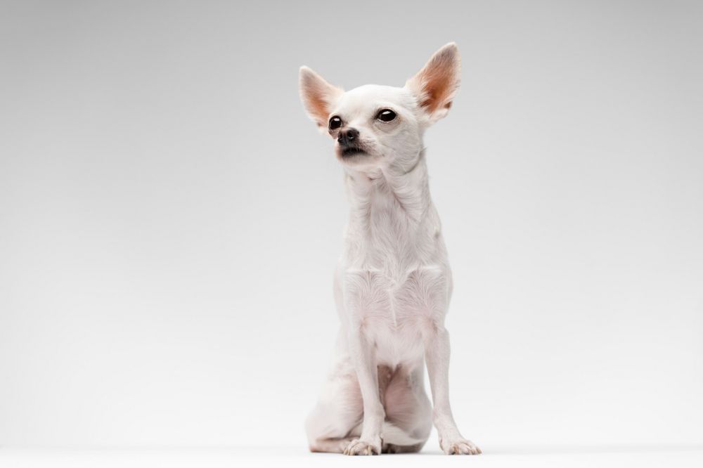 Chihuagua