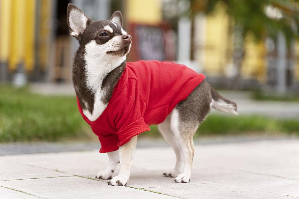 Chihuahua Sensibilita al freddo