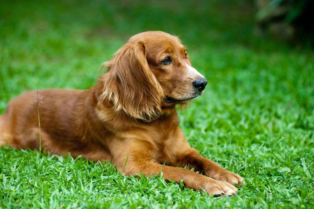 Cocker Spainel
