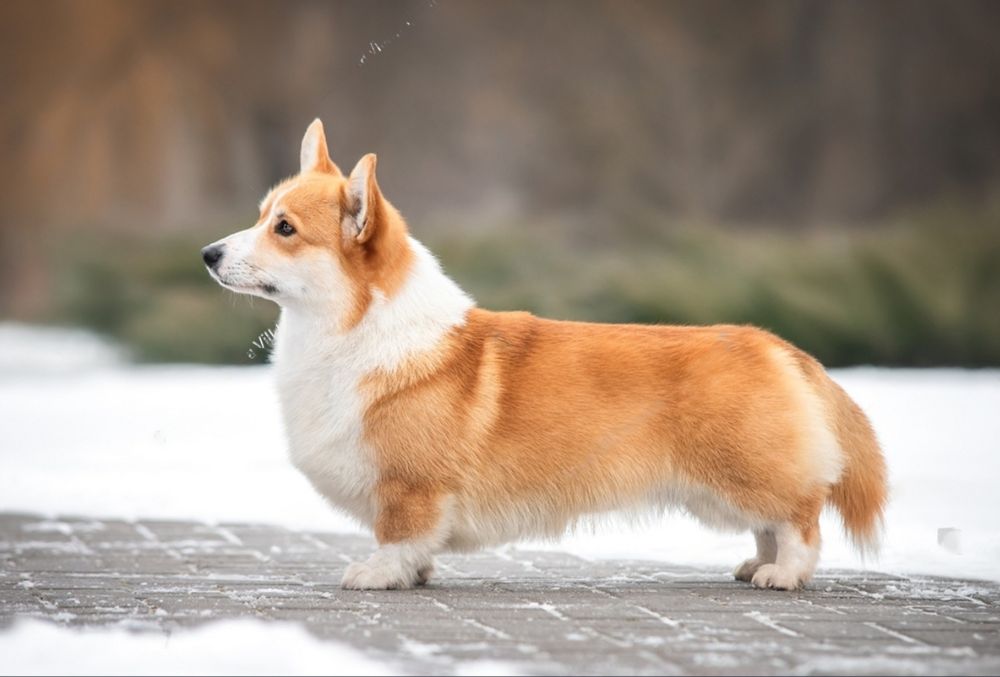 Corgi Gales Pembroke
