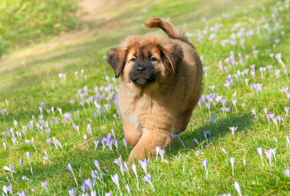 Cuidados del Mastin Tibetano o Dogo del Tibet