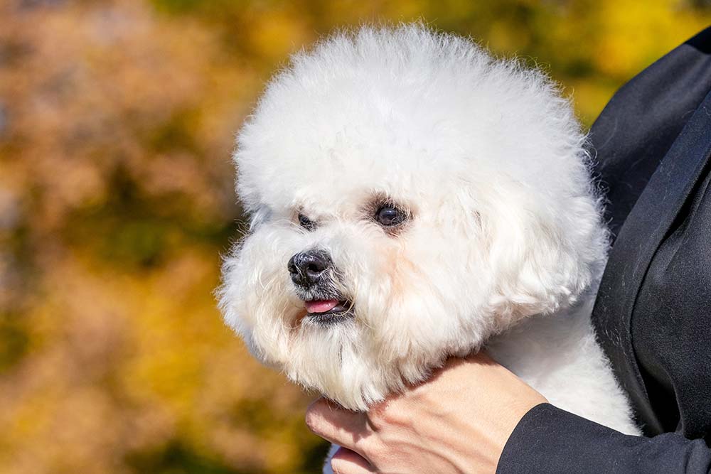 Cura dei cani con Pelo Anallergico