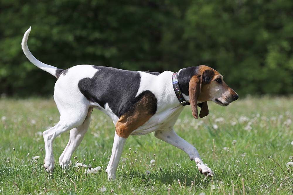 Cura del Foxhound inglese