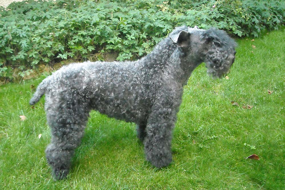 Cura speciale del kerry blue terrier