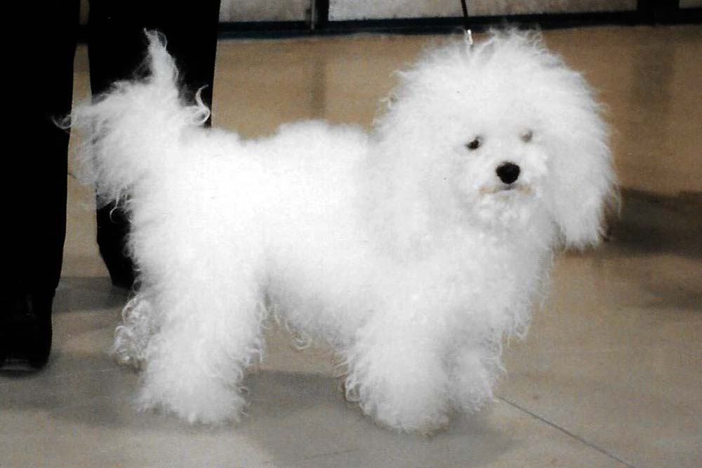Cure Necessarie per il Bichon Bolognese