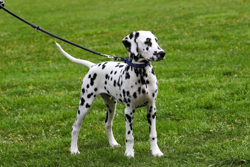 Dalmata