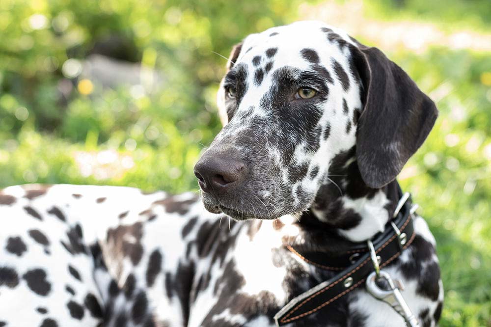 Dalmata enciclopedia IT