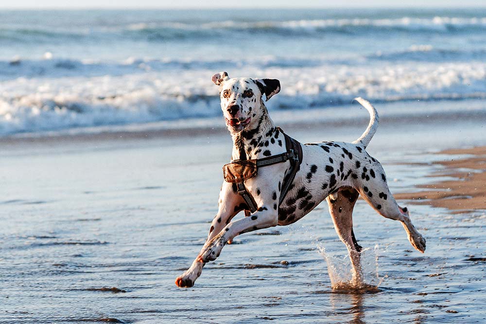 Dalmata
